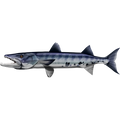 Barracuda riba nalepke, samolepilne, 6 različne oblike - AUR048-Life-decor.si