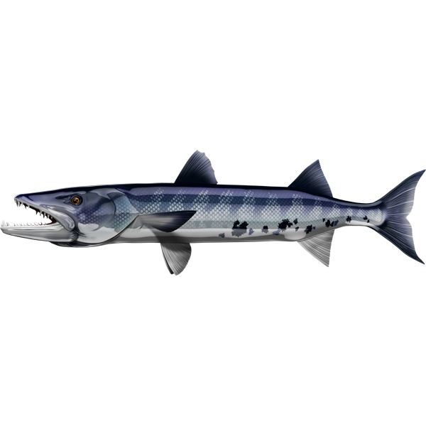 Barracuda riba nalepke, samolepilne, 6 različne oblike - AUR048-Life-decor.si