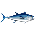 Bluefin Tuna riba nalepke, samolepilne, 6 različne oblike - AUR051-Life-decor.si