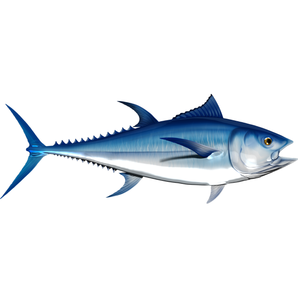 Bluefin Tuna riba nalepke, samolepilne, 6 različne oblike - AUR051-Life-decor.si