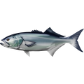 Bluefish riba nalepke, samolepilne, 6 različne oblike - AUR052-Life-decor.si