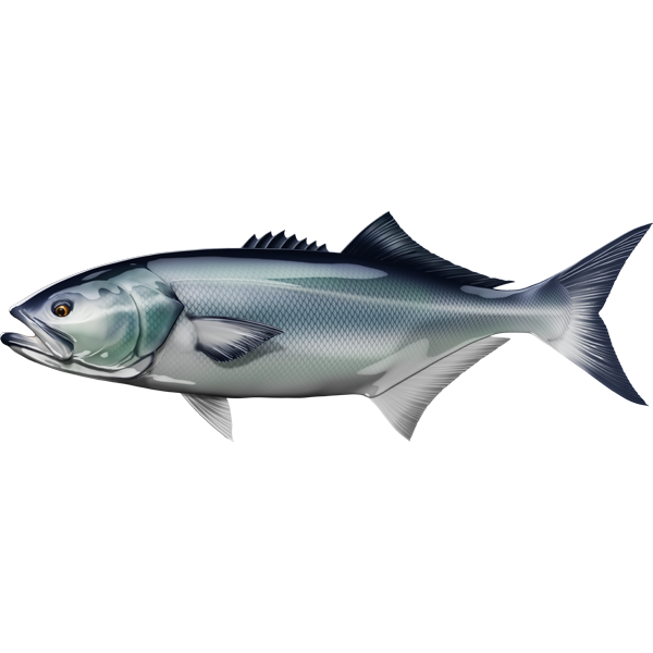 Bluefish riba nalepke, samolepilne, 6 različne oblike - AUR052-Life-decor.si