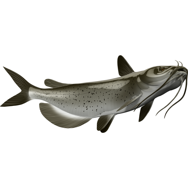 Catfish riba nalepke, samolepilne, 6 različne oblike - AUR058-Life-decor.si