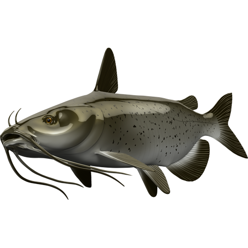 Catfish riba nalepke, samolepilne, 6 različne oblike - AUR058-Life-decor.si