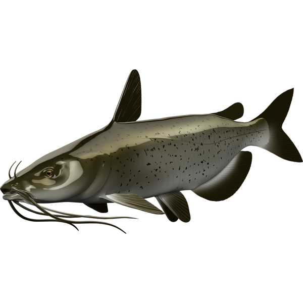 Catfish riba nalepke, samolepilne, 6 različne oblike - AUR058-Life-decor.si