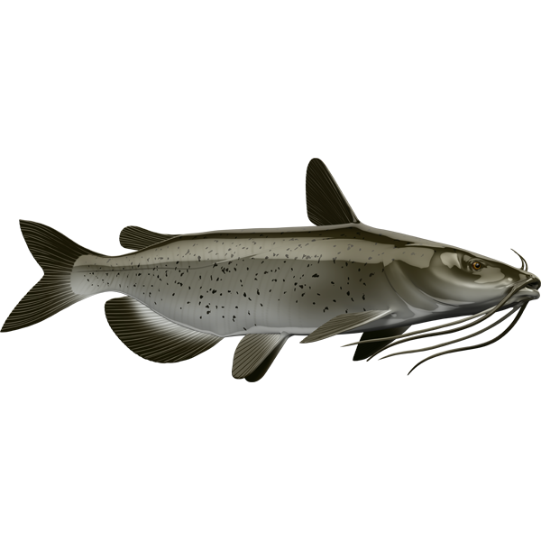 Catfish riba nalepke, samolepilne, 6 različne oblike - AUR058-Life-decor.si