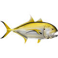 Crevalle Jack riba nalepke, samolepilne, 6 različne oblike - AUR061-Life-decor.si