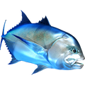 Giant Trevally nalepke, samolepilne - AUR071-Life-decor.si