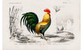Cock illustrated by Charles Dessalines D' Orbigny (1806-1876), poster PS237