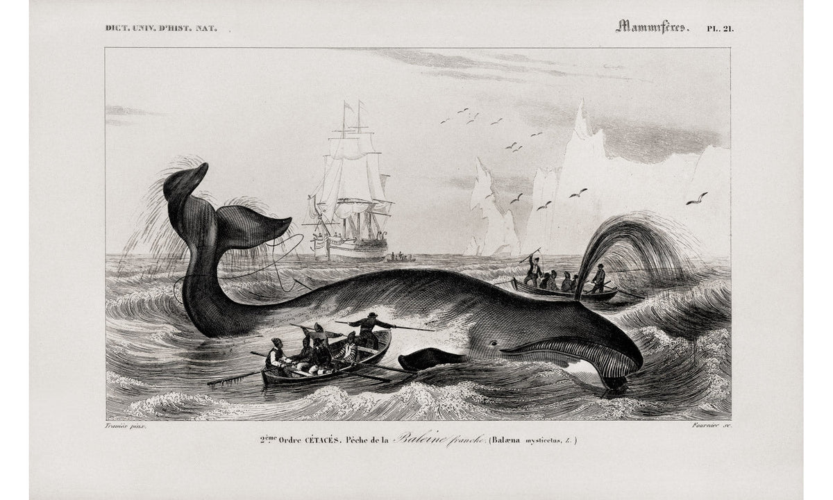 Balaena mysticetus, Bowhead whale, by Charles Dessalines D' Orbigny (1806-1876), poster PS276