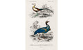Different types of birds illustrated by Charles Dessalines D' Orbigny (1806-1876), poster PS268