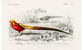 Male golden pheasant illustrated by Charles Dessalines D' Orbigny (1806-1876), poster PS266