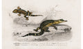 Alligator (Alligator incius) and Lilford'swall lizard (Podarcis lilfordi) illustrated by Charles Dessalines, poster PS275