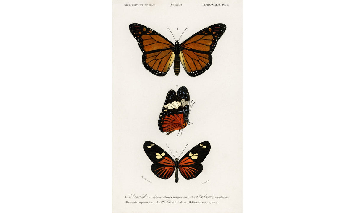 Different types of butterfly illustrated by Charles Dessalines D' Orbigny (1806-1876), poster PS271