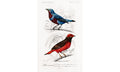 Different types of birds illustrated by Charles Dessalines D' Orbigny (1806-1876), poster PS257