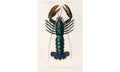 Crimson Crawfish (Palemon Ornatum) illustrated by Charles Dessalines D' Orbigny (1806), poster PS239