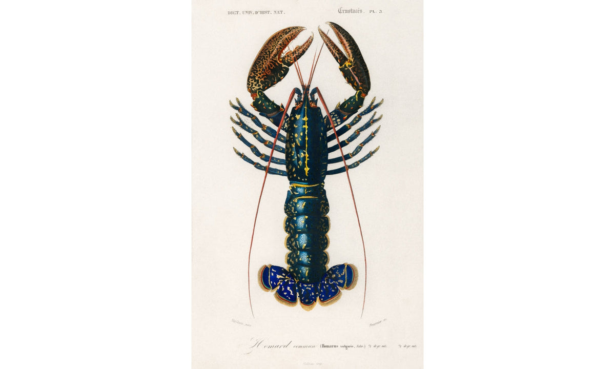 Crimson Crawfish (Palemon Ornatum) illustrated by Charles Dessalines D' Orbigny (1806), poster PS239