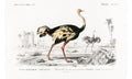 Struthio (Autruche de lancien continent) illustrated by Charles Dessalines D' Orbigny, poster PS249
