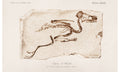 Kingfisher (Alcedo) illustrated by Charles Dessalines D' Orbigny, poster PS278