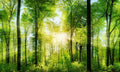 Zaštitnik od prskanja vodom Forest panorama, kaljeno staklo - KA033
