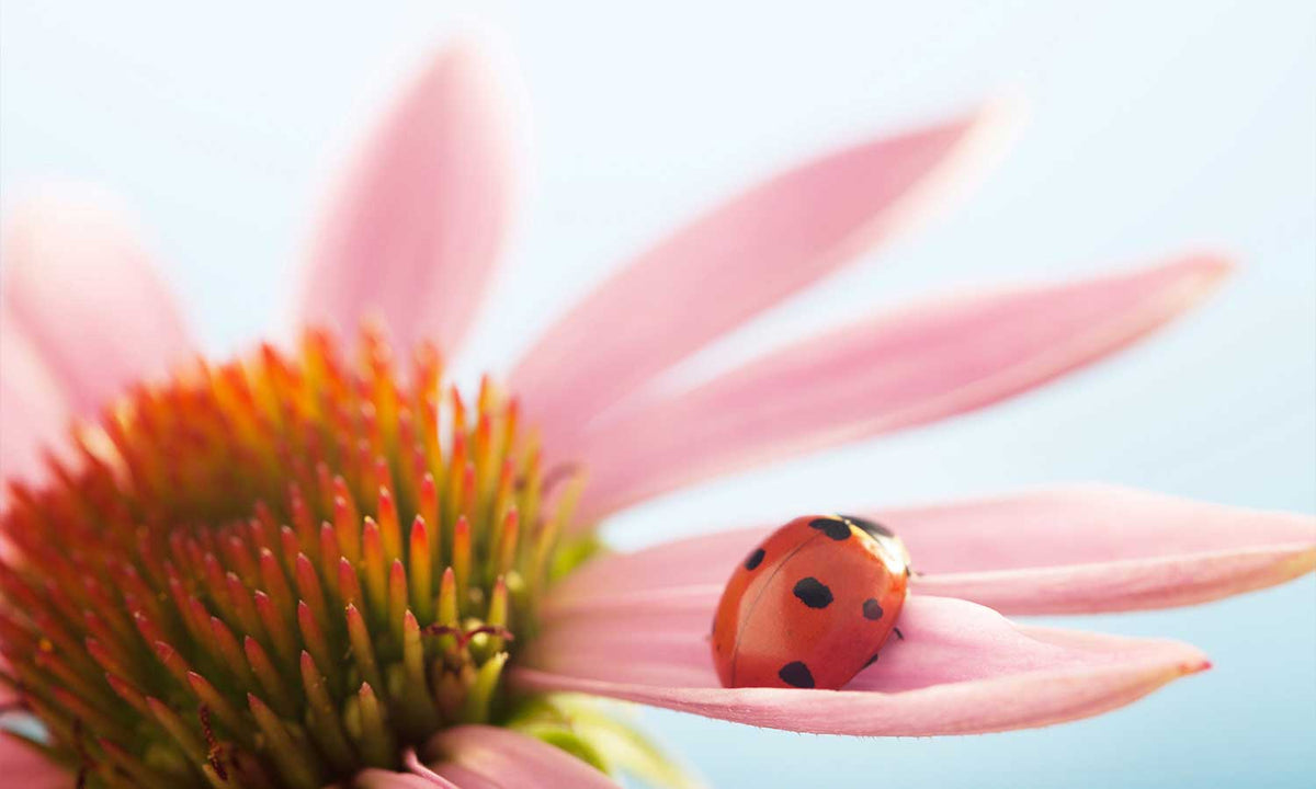 Zaštitnik od prskanja vodom Red ladybug, kaljeno staklo - KA098