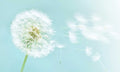 Zaštitnik od prskanja vodom Dandelion, kaljeno staklo - KA078