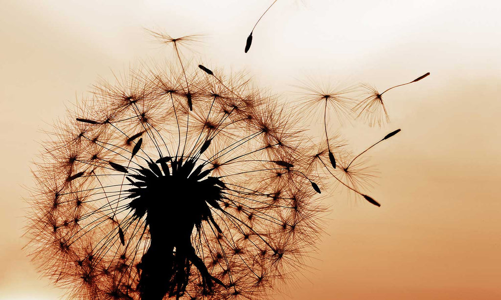 Zaštitnik od prskanja vodom Dandelion, kaljeno staklo - KA024