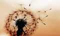 Zaštitnik od prskanja vodom Dandelion, kaljeno staklo - KA024