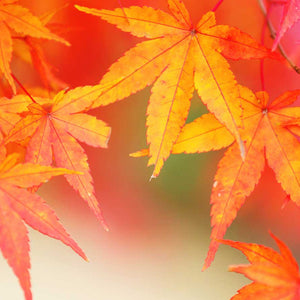 Zaštitnik od prskanja vodom Red maple tree, kaljeno staklo - KA108