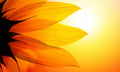 Zaštitnik od prskanja vodom Sunflower, kaljeno staklo - KA023