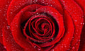 Zaštitnik od prskanja vodom Scarlet rose, kaljeno staklo - KA077