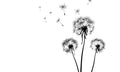 Zaštitnik od prskanja vodom Dandelions Black, kaljeno staklo - KA025