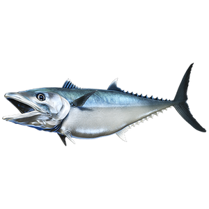 King Mackerel nalepke, samolepilne - AUR073-Life-decor.si