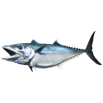 King Mackerel nalepke, samolepilne - AUR073-Life-decor.si