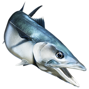 King Mackerel nalepke, samolepilne - AUR073-Life-decor.si