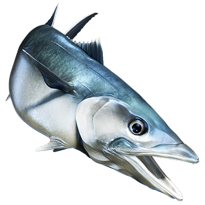 King Mackerel nalepke, samolepilne - AUR073-Life-decor.si