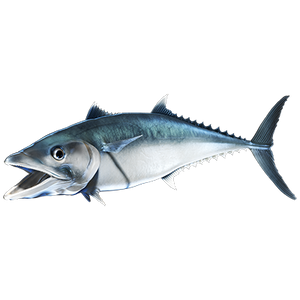 King Mackerel nalepke, samolepilne - AUR073-Life-decor.si