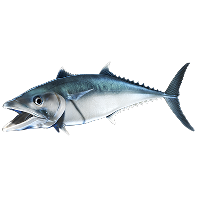 King Mackerel nalepke, samolepilne - AUR073-Life-decor.si