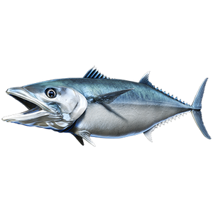 King Mackerel nalepke, samolepilne - AUR073-Life-decor.si