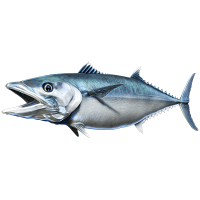 King Mackerel nalepke, samolepilne - AUR073-Life-decor.si