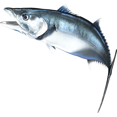 King Mackerel nalepke, samolepilne - AUR073-Life-decor.si