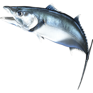 King Mackerel nalepke, samolepilne - AUR073-Life-decor.si