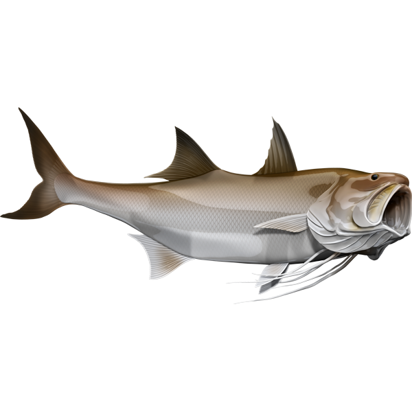 King Threadfin nalepke, samolepilne - AUR074-Life-decor.si