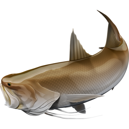 King Threadfin nalepke, samolepilne - AUR074-Life-decor.si