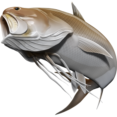 King Threadfin nalepke, samolepilne - AUR074-Life-decor.si