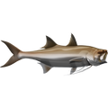 King Threadfin nalepke, samolepilne - AUR074-Life-decor.si