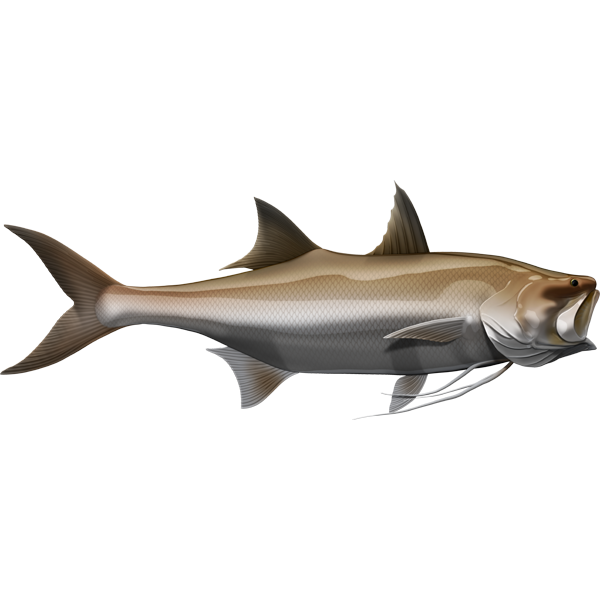 King Threadfin nalepke, samolepilne - AUR074-Life-decor.si