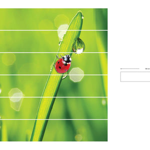 Ladybug- Nalepke za stopnice NS019-Life-decor.si