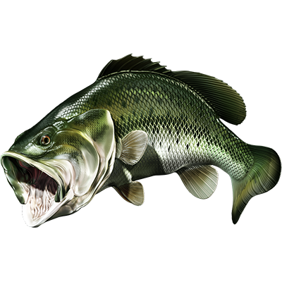 Largemouth Bass 3 nalepke, samolepilne - AUR077-Life-decor.si