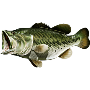 Largemouth Bass 3 nalepke, samolepilne - AUR077-Life-decor.si